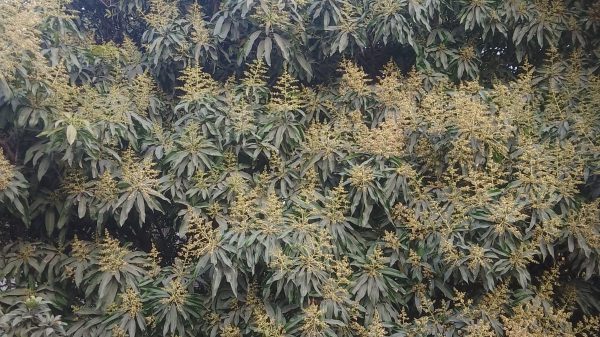 মুকুলে ভরেছে বাগান, স্বপ্ন দেখছেন শ‍্যামনগরের চাষি